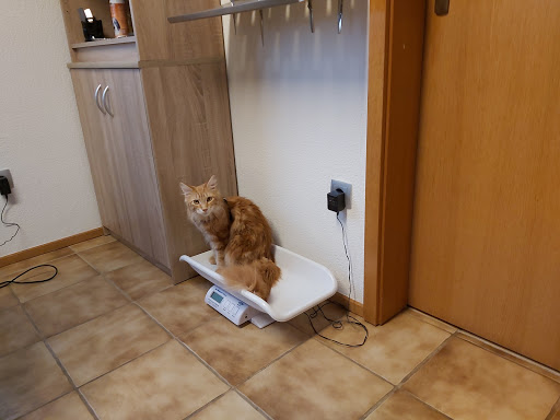 Mobile Tierheilpraxis Andrea Tröger unter Oberkotzau, 