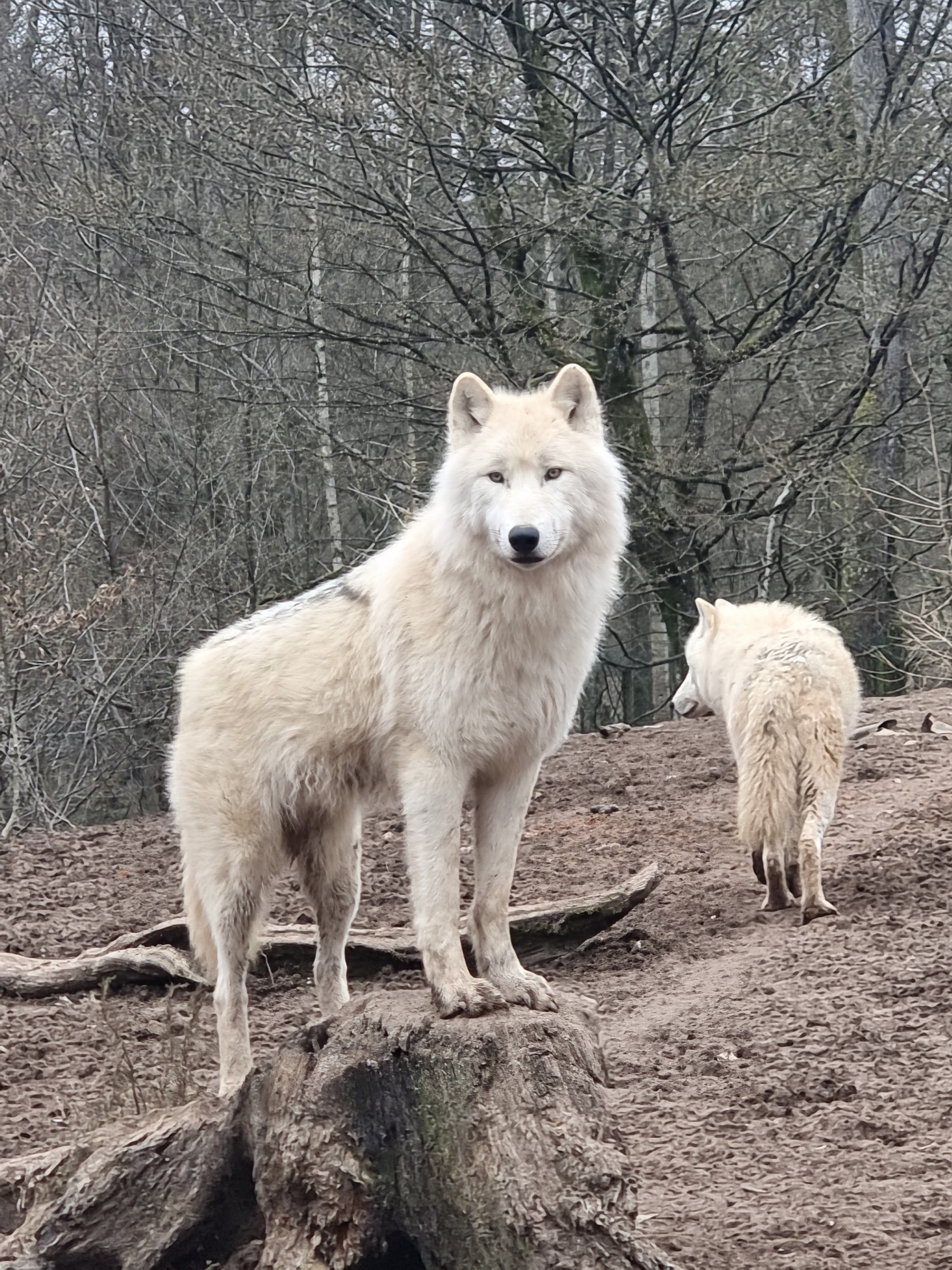 Photo n° 48 de l'avis de percque.a fait le 12/03/2023 à 16:11