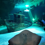 Photo n° 21 de l'avis de Joakim.a fait le 03/01/2022 à 08:33 pour Océarium du Croisic à Le Croisic