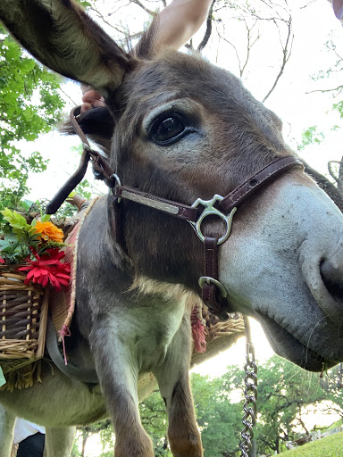 Wedding Venue «Old Glory Ranch», reviews and photos, 3633 River Rd, Wimberley, TX 78676, USA