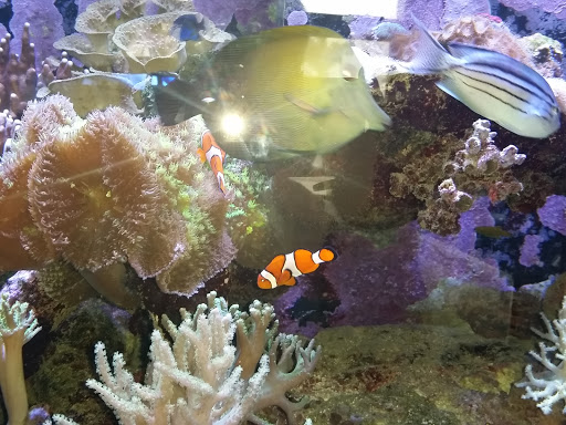 Aquarium Shop «Exotic Aquariums», reviews and photos, 7399 Bird Rd, Miami, FL 33155, USA