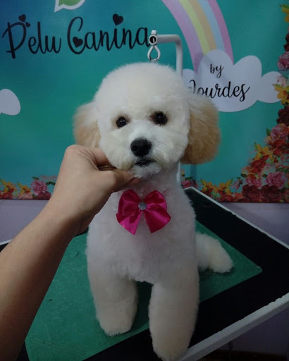 PELUQUERIA CANINA VILLA MARTELLI