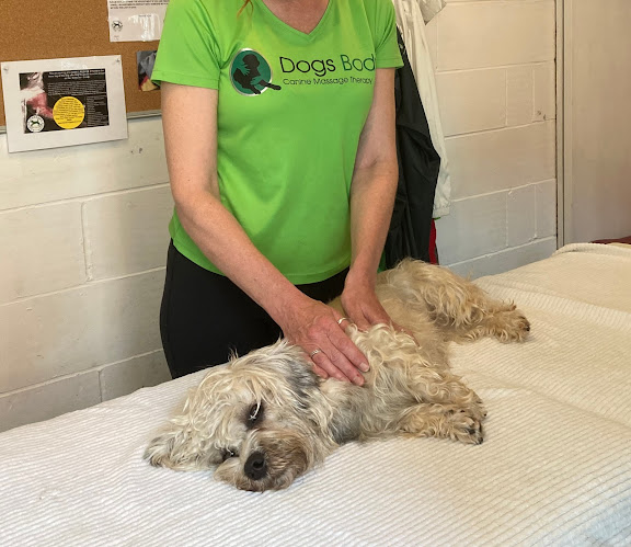 Dogs Body Canine Massage Therapy - Massage therapist