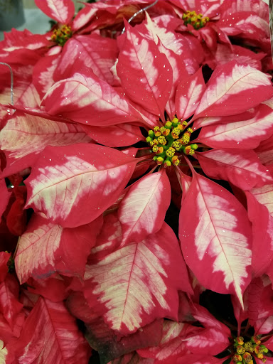 Florist «Flowerama», reviews and photos, 7290 Turfway Rd, Florence, KY 41042, USA