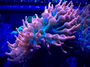 Ozarksreef Aquaria - photo 81