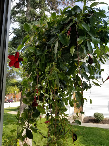 Coffee Shop «Orange Cat Coffee Co», reviews and photos, 703 Center St, Lewiston, NY 14092, USA