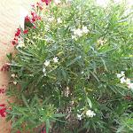 Photo n°7 de l'avis de Heinz.u fait le 24/06/2018 à 08:43 sur le  Aldiola Country Resort à Arzachena