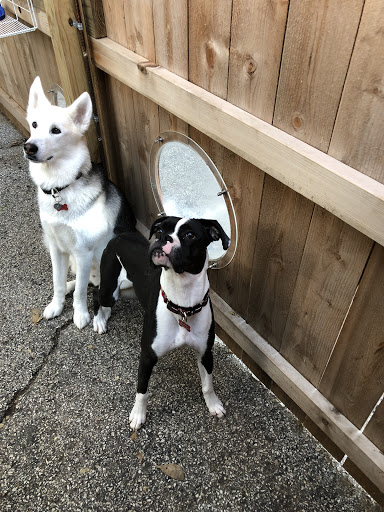 Pet Groomer «Doggie Style Bowtique», reviews and photos, 1713 Westport Rd, Kansas City, MO 64111, USA