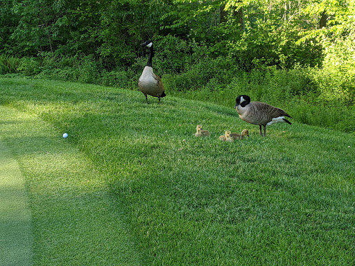 Golf Course «Wintonbury Hills Golf Course», reviews and photos, 206 Terry Plains Rd, Bloomfield, CT 06002, USA