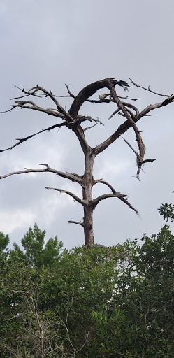 Nature Preserve «Triple Creek Nature Preserve», reviews and photos, 13112 Balm Boyette Rd, Riverview, FL 33579, USA