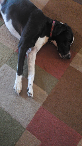 Pet Supply Store «Dog Krazy, Inc.», reviews and photos, 10681 Spotsylvania Ave, Fredericksburg, VA 22408, USA