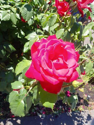 Community Center «Peninsula Park Community Center», reviews and photos, 700 N Rosa Parks Way, Portland, OR 97217, USA