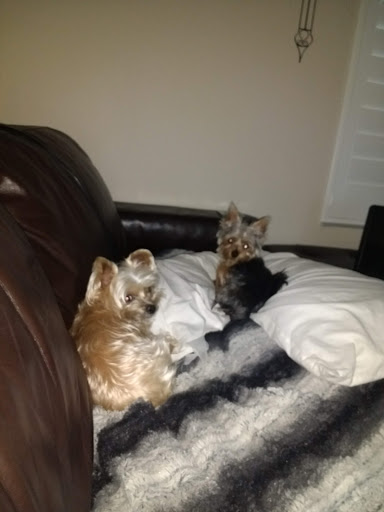 Pet Supply Store «Pet Supplies Plus», reviews and photos, 21703 Village Lakes Shopping Center Dr, Land O Lakes, FL 34639, USA