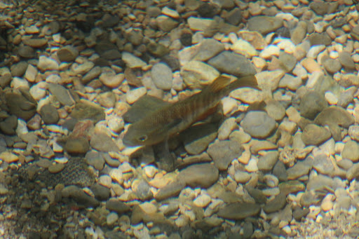 Grocery Store «H-E-B Grocery», reviews and photos, 320 E Pierce St, Luling, TX 78648, USA