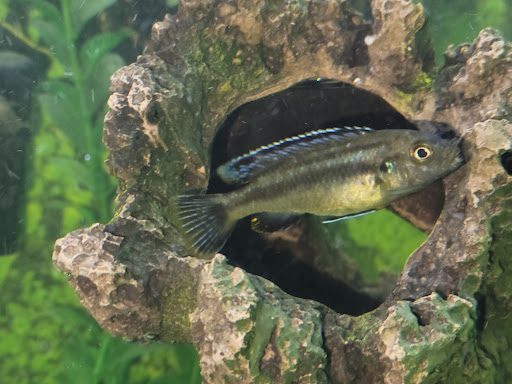 Pet Supply Store «PetSmart», reviews and photos, 700 Gallery Blvd b, Scarborough, ME 04074, USA