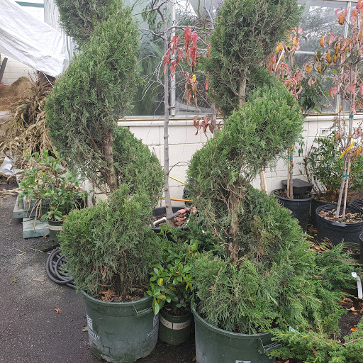 Garden Center «Westminster Nursery & Florist», reviews and photos, 30 Westminster Rd, West Hempstead, NY 11552, USA