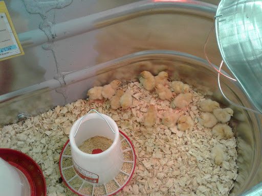 Home Improvement Store «Tractor Supply Co.», reviews and photos, 1803 James L Redman Pkwy, Plant City, FL 33563, USA