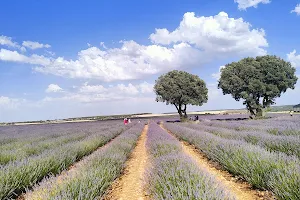 Lavender fields image