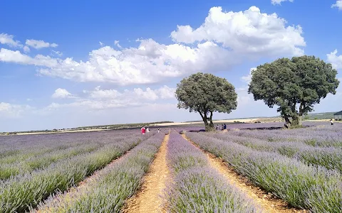 Lavender fields image