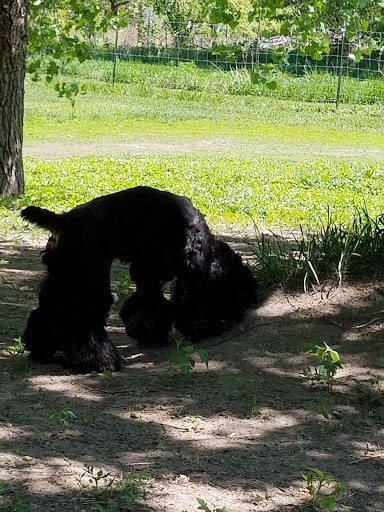 Dog Park «Bunker Hills Dog Park», reviews and photos, 1620 133rd Ave NW, Coon Rapids, MN 55448, USA