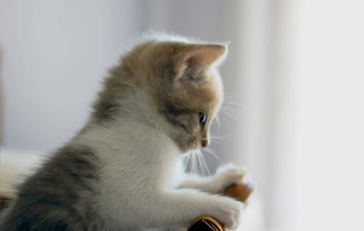 Pet Supply Store «Pet Supermarket», reviews and photos, 1746 E Silver Springs Blvd, Ocala, FL 34470, USA