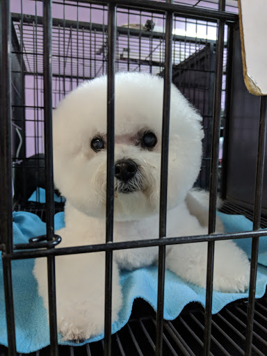 Pet Groomer «Furry Tails Pet Grooming», reviews and photos, 865 Cypress Pkwy, Poinciana, FL 34759, USA