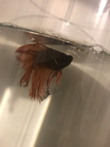 Pet Supply Store «Family Pet Store», reviews and photos, 38 Starrett Dr, Belfast, ME 04915, USA