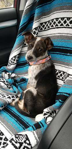 Animal Shelter «Humane Society of El Paso», reviews and photos