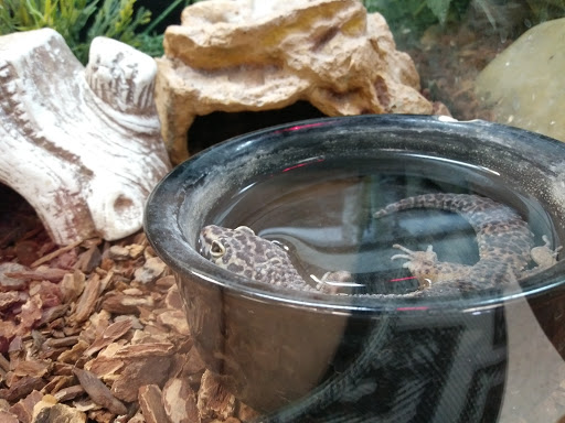 Pet Store «Animal Lovers Pet Shop», reviews and photos, 24028 Vista Montana, Torrance, CA 90505, USA