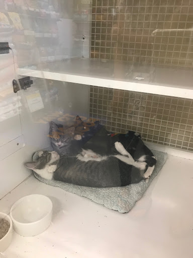 Pet Supply Store «Petco Animal Supplies», reviews and photos, 5120 E Bay Dr, Clearwater, FL 33764, USA
