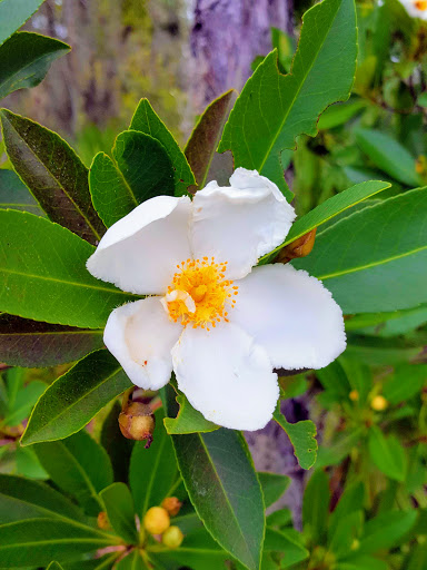 Park «Lake Rogers Park», reviews and photos, 9010 N Mobley Rd, Odessa, FL 33556, USA