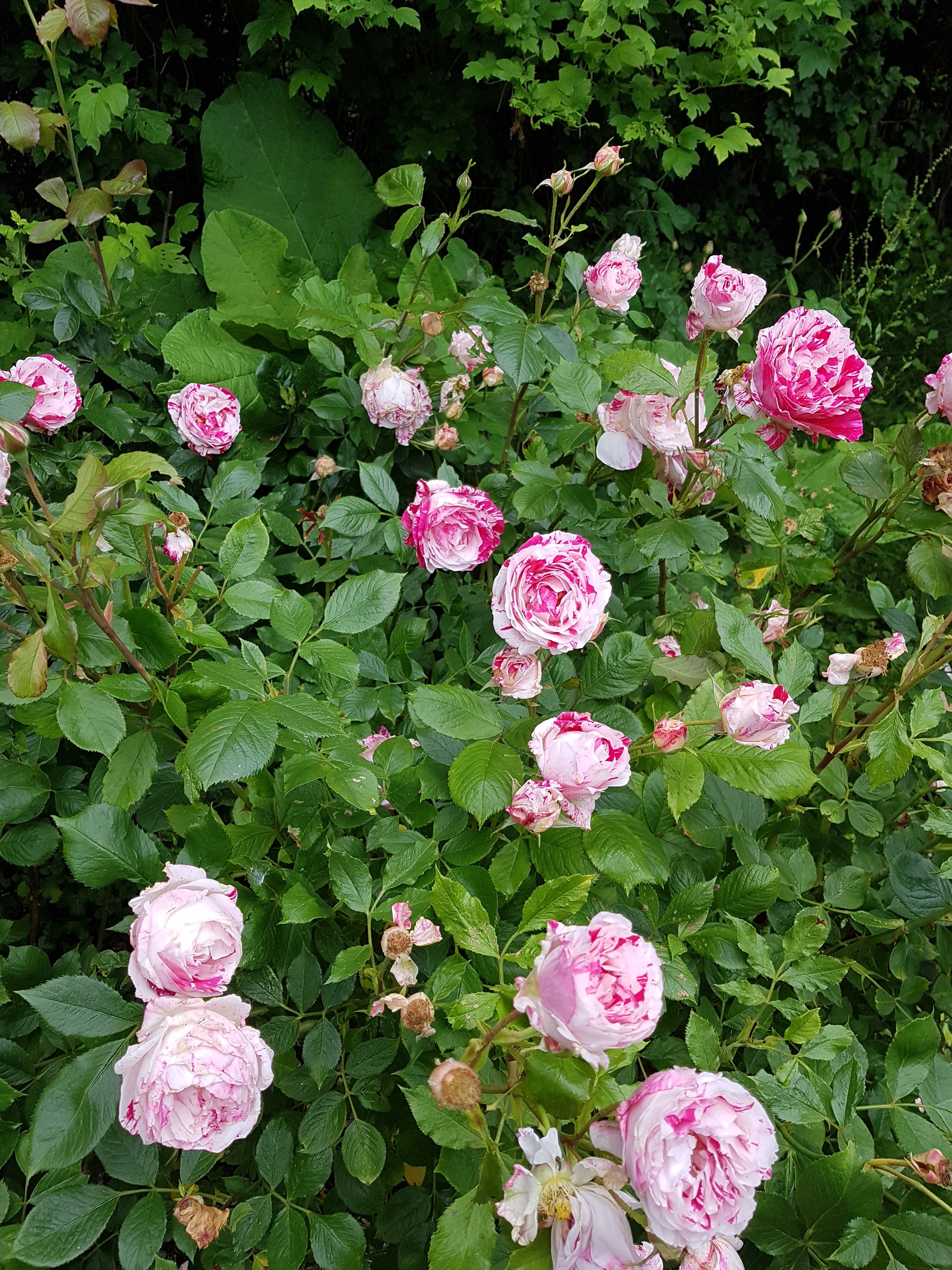 Photo n° 3 de l'avis de Isabelle. fait le 09/06/2019 à 12:54