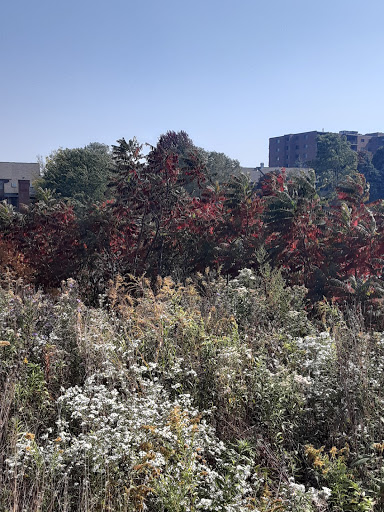 Park «Springfield Park», reviews and photos, 269 Springfield Dr, Bloomingdale, IL 60108, USA