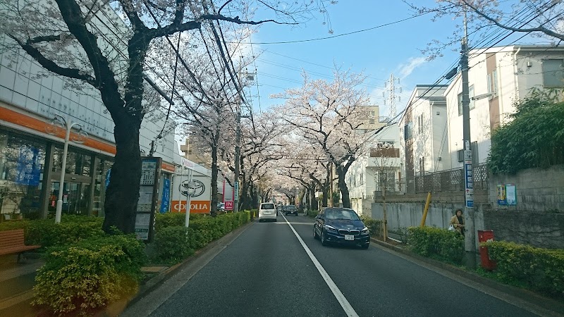 大泉学園通りの桜並木(最北端)