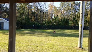 Fort Stewart Dog Park - photo 21