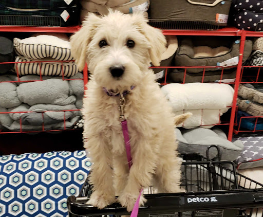 Pet Supply Store «Petco Animal Supplies», reviews and photos, 1507 Rockville Pike, Rockville, MD 20852, USA