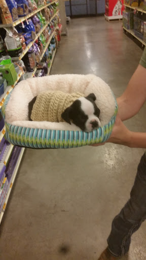 Pet Supply Store «PetSmart», reviews and photos, 470 Shaw Ave, Clovis, CA 93612, USA