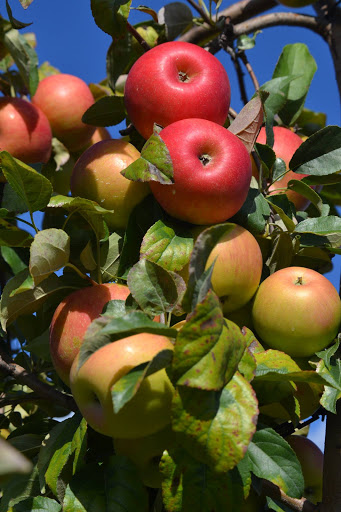 Winery «Autumn Harvest Winery and Orchard», reviews and photos, 19947 Co Hwy J, Chippewa Falls, WI 54729, USA