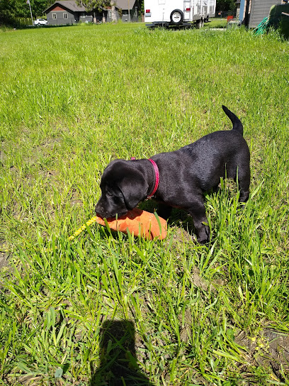 North Bend Retriever Kennel