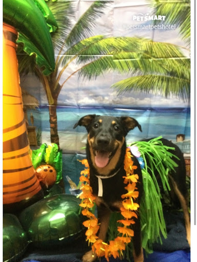 Pet Supply Store «PetSmart», reviews and photos, 3351 Jefferson Davis Hwy, Alexandria, VA 22305, USA