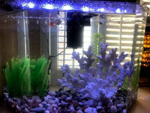 Pet Supply Store «PetSmart», reviews and photos, 7616 Denton Hwy #532, Watauga, TX 76148, USA