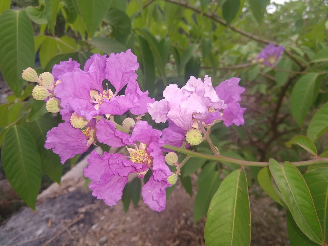 Devnadi botanical garden