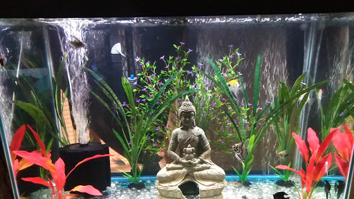 Pet Store «Fish R Us», reviews and photos, 10855 TX-242, Conroe, TX 77385, USA