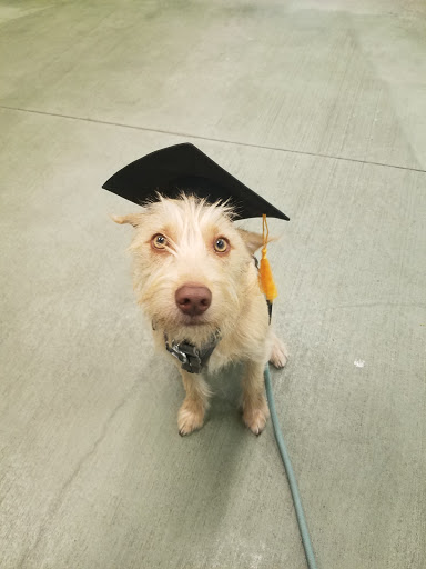PetSmart image