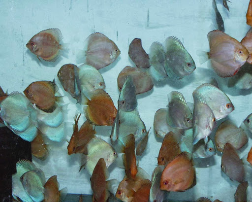 Tropical Fish Store «Jack Wattley Discus», reviews and photos, 6944 NE 4th Ave, Miami, FL 33138, USA
