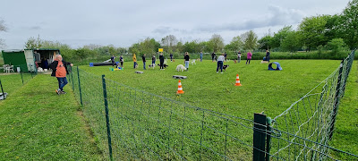 Club d'Education et d'Activités Canines de Wavrin à Wavrin