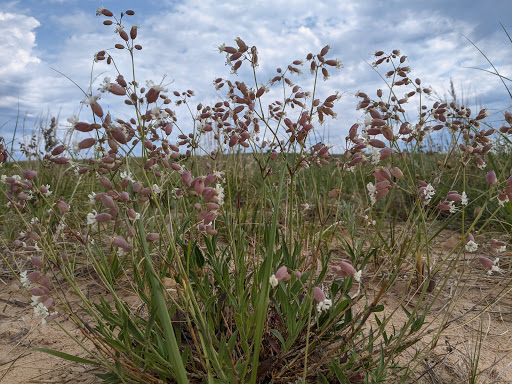 Tourist Attraction «Dune Climb», reviews and photos, 6748 S Dune Hwy, Glen Arbor, MI 49636, USA