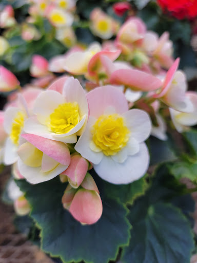 Garden Center «Gregor Farm & Greenhouse Inc», reviews and photos, 2592 Holy Name Dr, Wayzata, MN 55391, USA