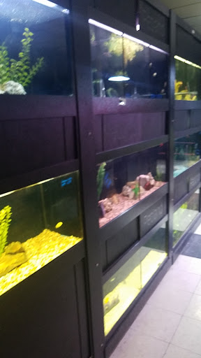 Pet Supply Store «Petland Tyler», reviews and photos, 4512 S Broadway Ave, Tyler, TX 75703, USA