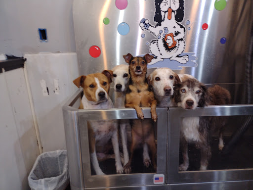 Pet Groomer «Belly scRubs Self Service Pet Wash», reviews and photos, 119 WV-34 #1, Hurricane, WV 25526, USA